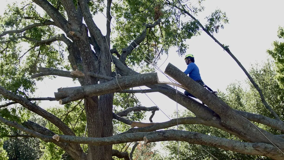 Professional Crown Thinning performed by certified arborists in Lecompton